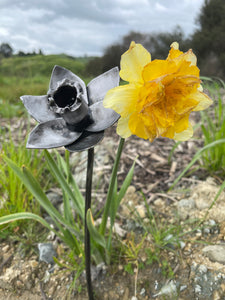Steel Daffodil